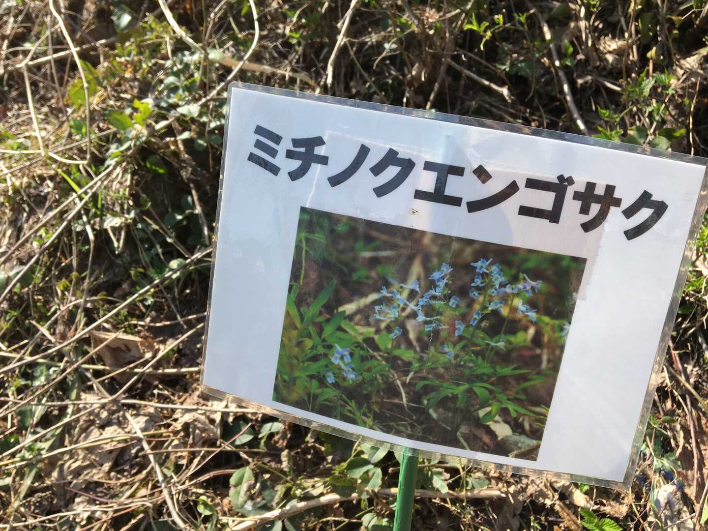 みちのくえんごさく。。
みちのくえんごさく。。

↑絶対覚えられない w
