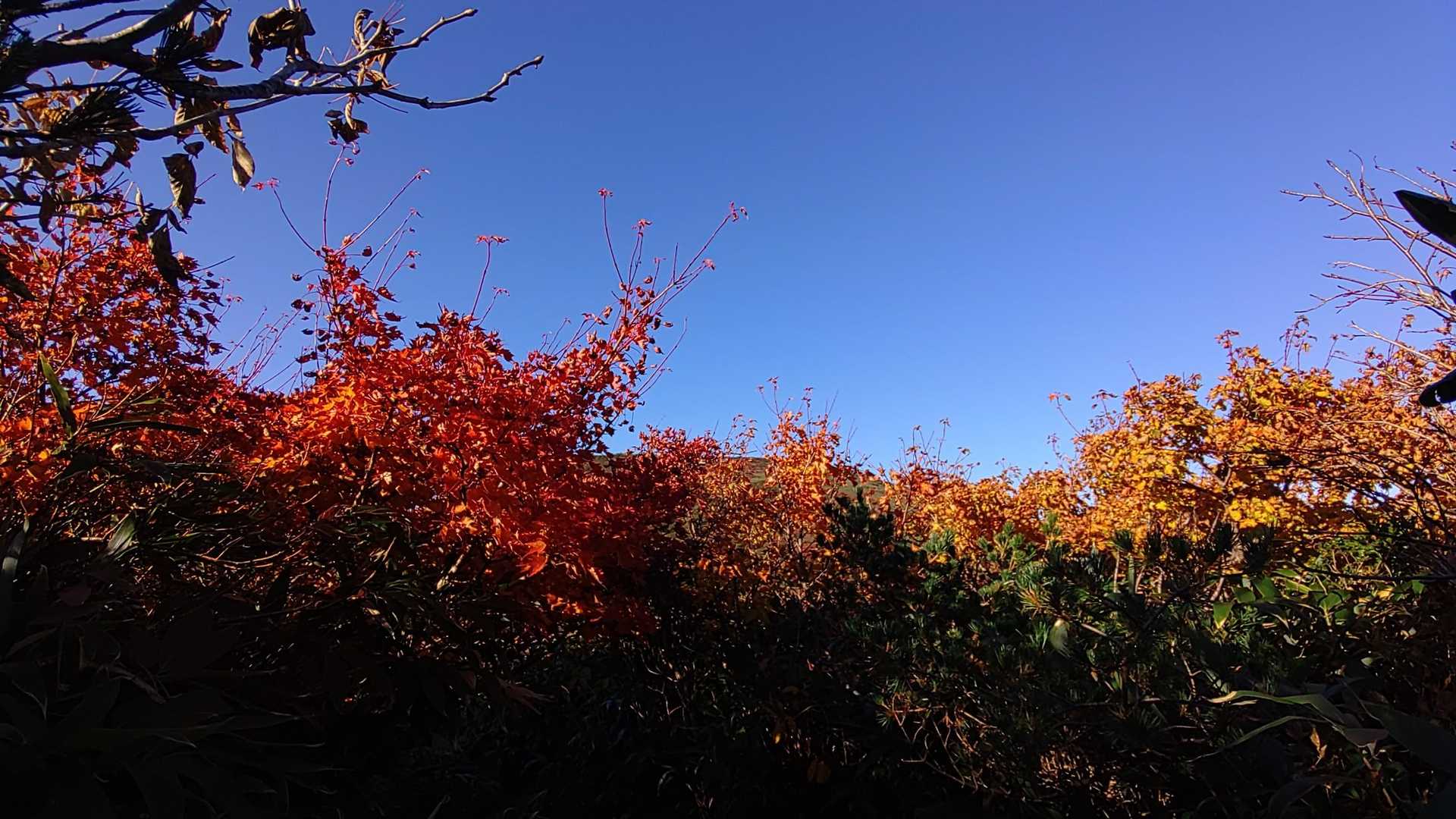 青空に紅葉が映える