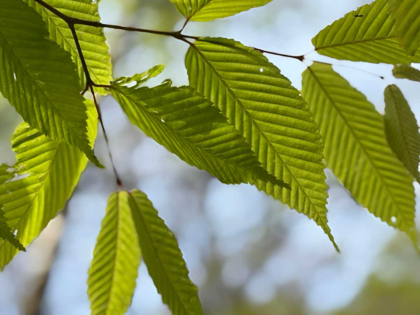 新緑に癒されました🍃