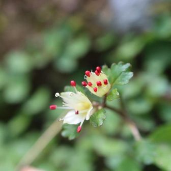 シロバナネコノメは殆ど終わっていました。赤い葯がかわいいですね？