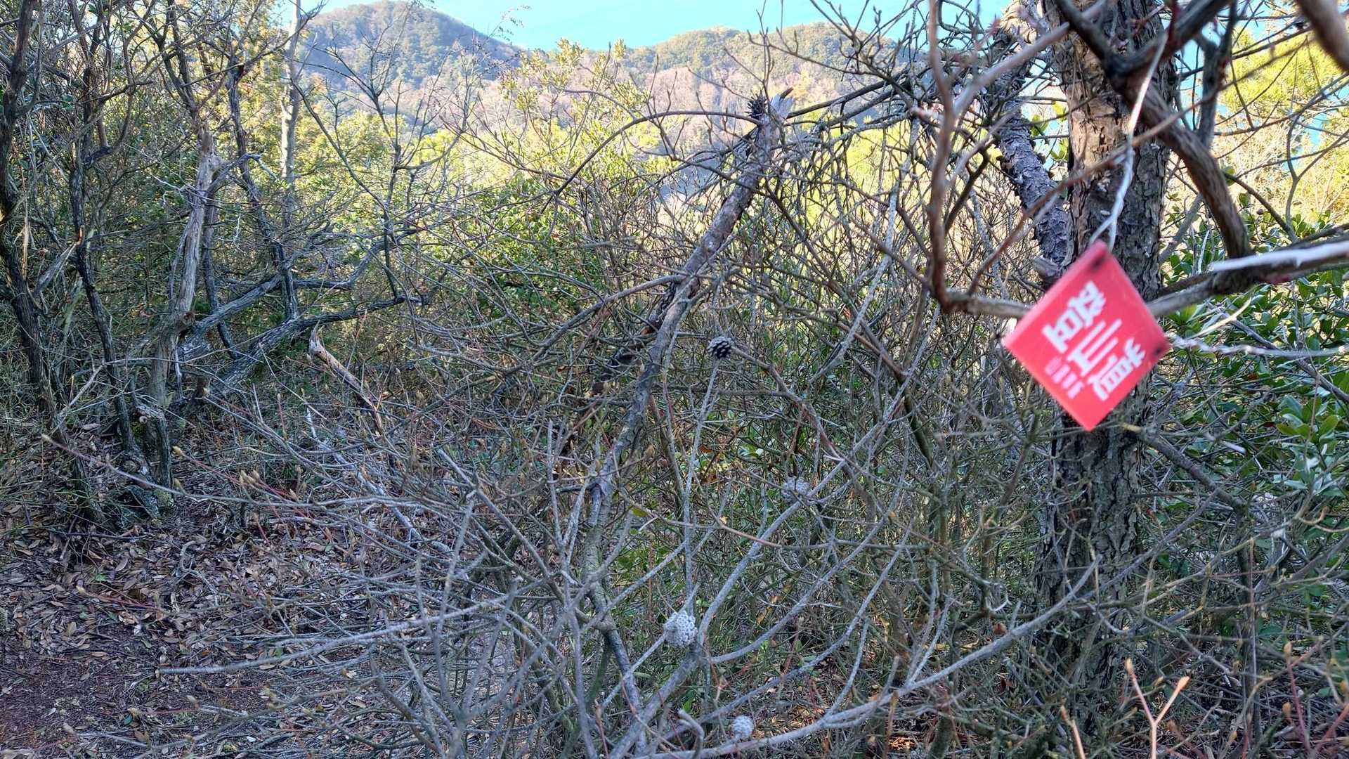 登山道てすが急下り😱