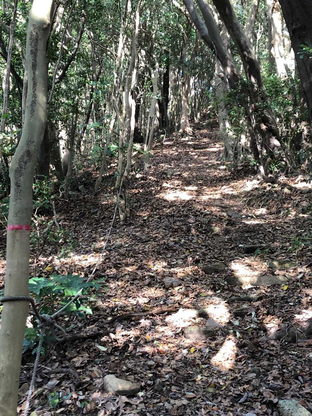 ロープありの直登
階段はあるのだけど、落ち葉と土砂で埋もれてるので滑る滑る💦
下りは特に注意❗️
