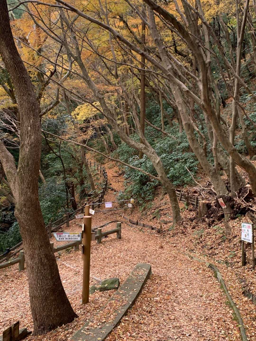 神津嶽 往復コースの写真