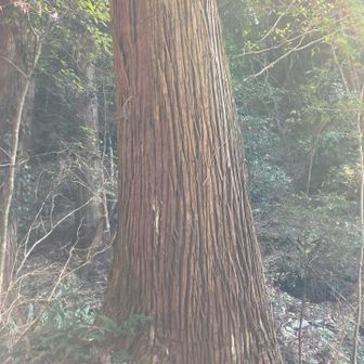 登山口のでっかい杉🌲