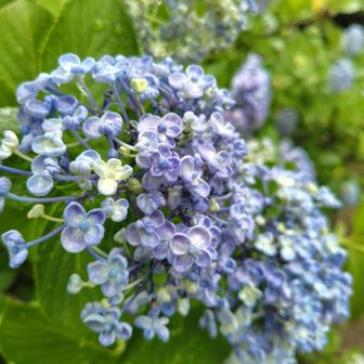 大好きなおたふく紫陽花もありました🥰