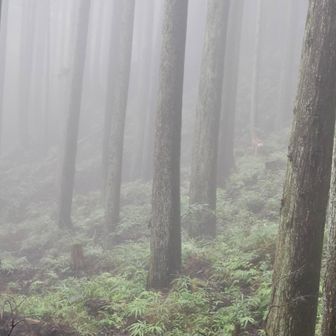 あそこにいるの！分かる？