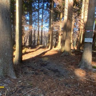 イモジ山（標高560） 

展望台横を入ってすぐでしたが
少々探しました😅
