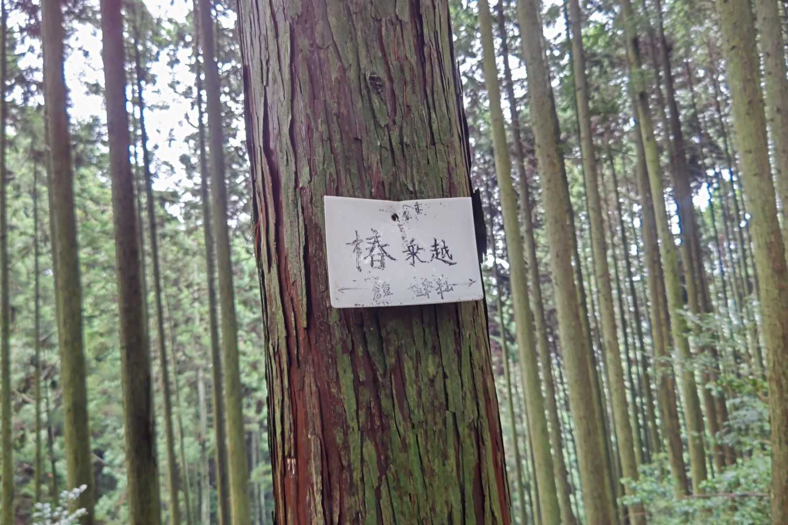 極楽寺山-極楽寺 往復コースの写真