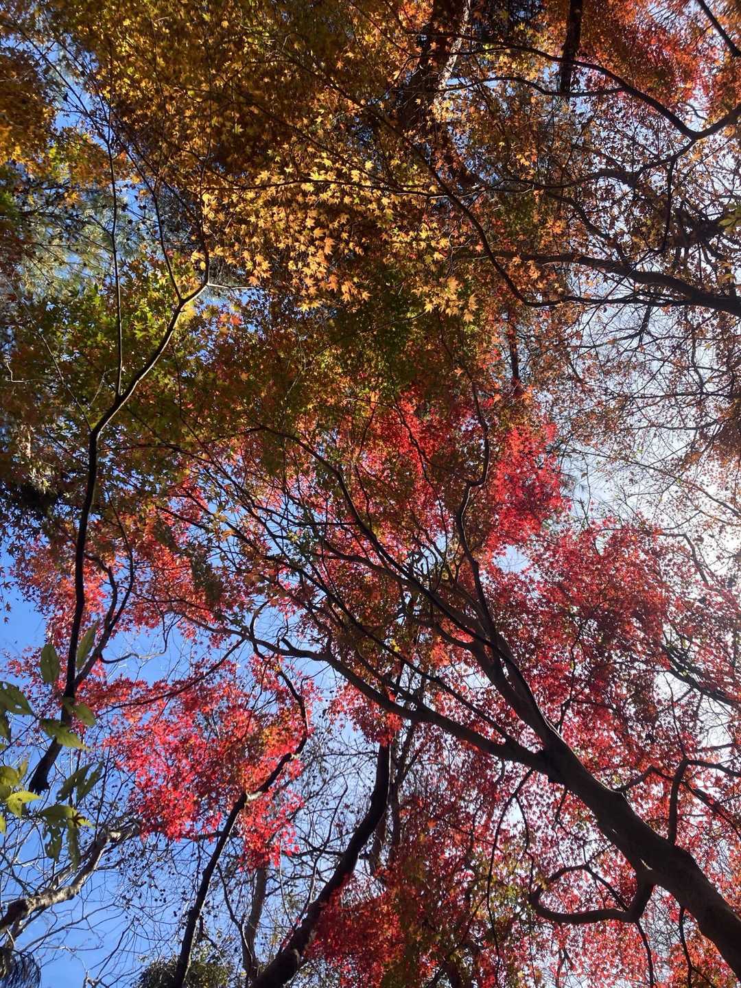 鬼越山⛰️の先にある隠れた小径　🍁もみじの森(もみじ街道) 🍁　テーブルとベンチも数カ所あります　後輩2人も満足して良かった☺️