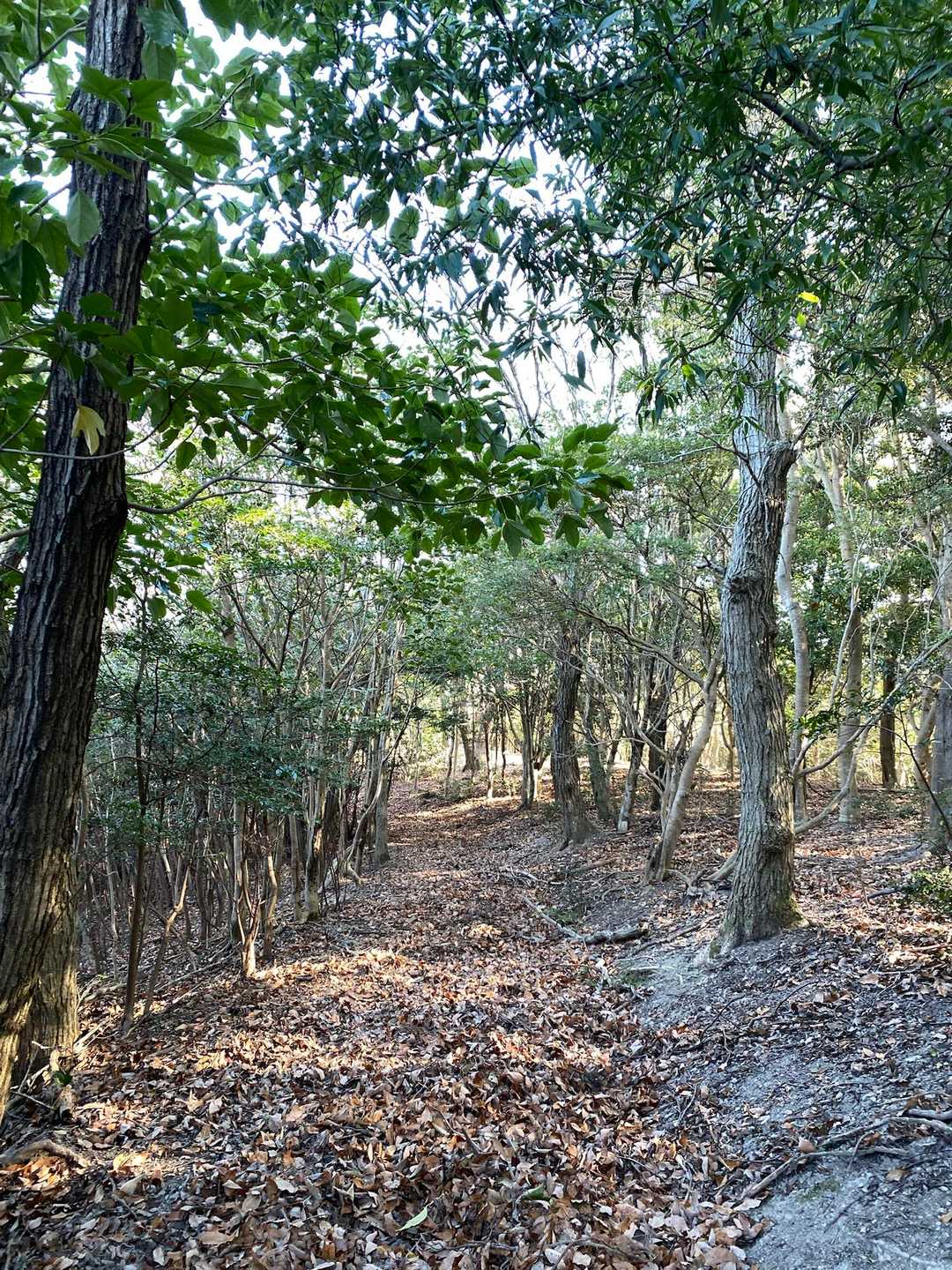 大平山 周回コースの写真