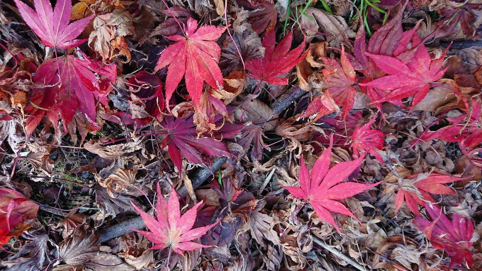 🍁
