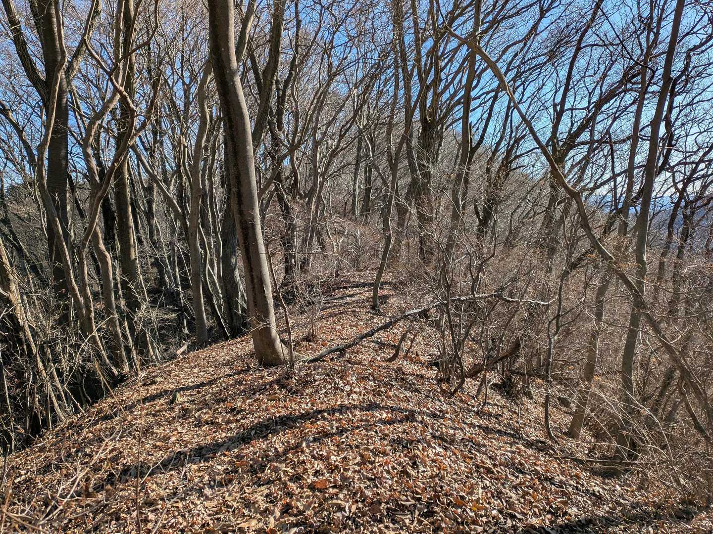 山頂からは短い急坂を下り、明るい尾根道になるよ。