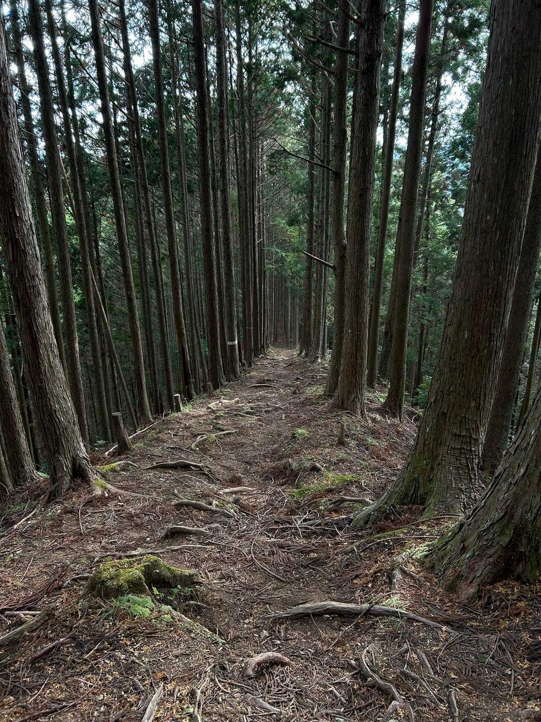 森林セラピー