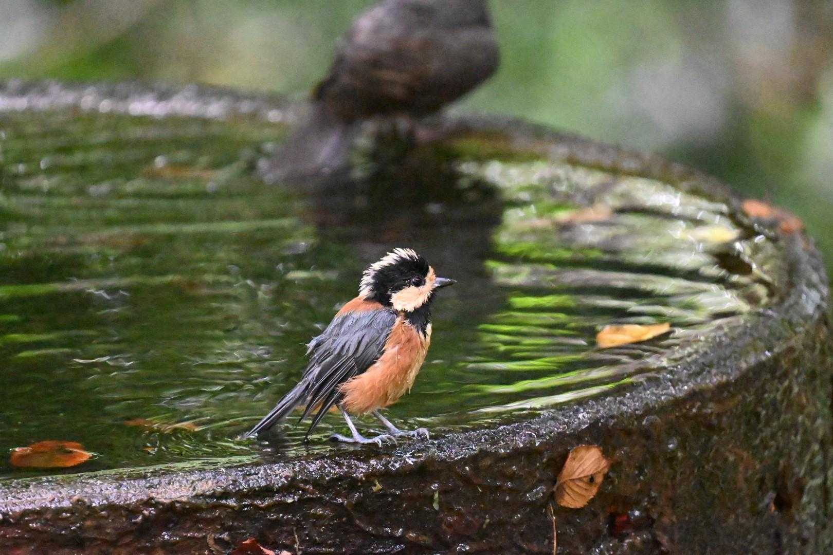 こちらはヤマガラさん