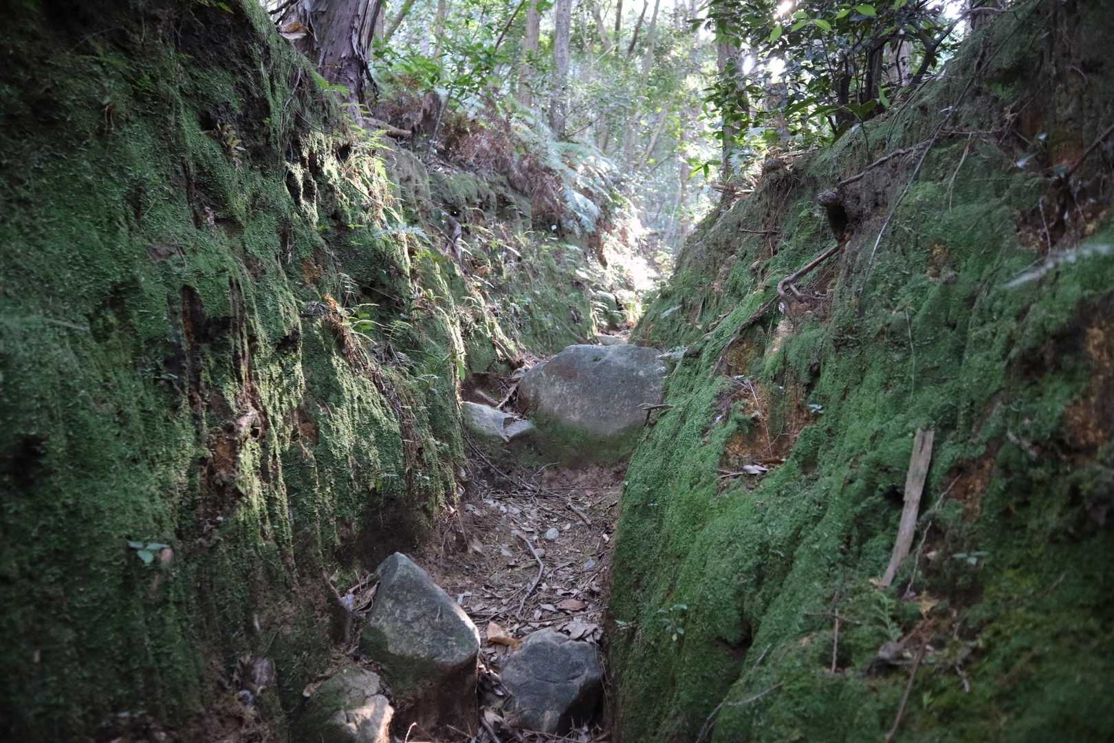 険しめだけど、苔がうつくしい😊