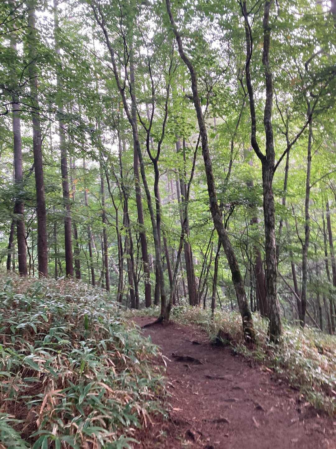 登山道