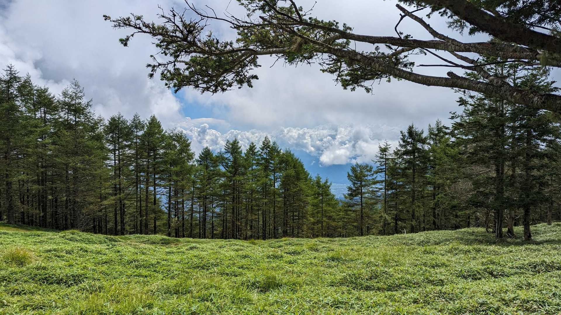 甘利山登山口-甘利山-大西峰 往復コースの写真