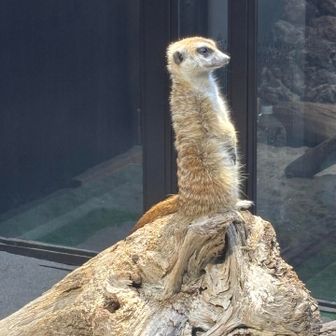 右足捻挫怖男🦵