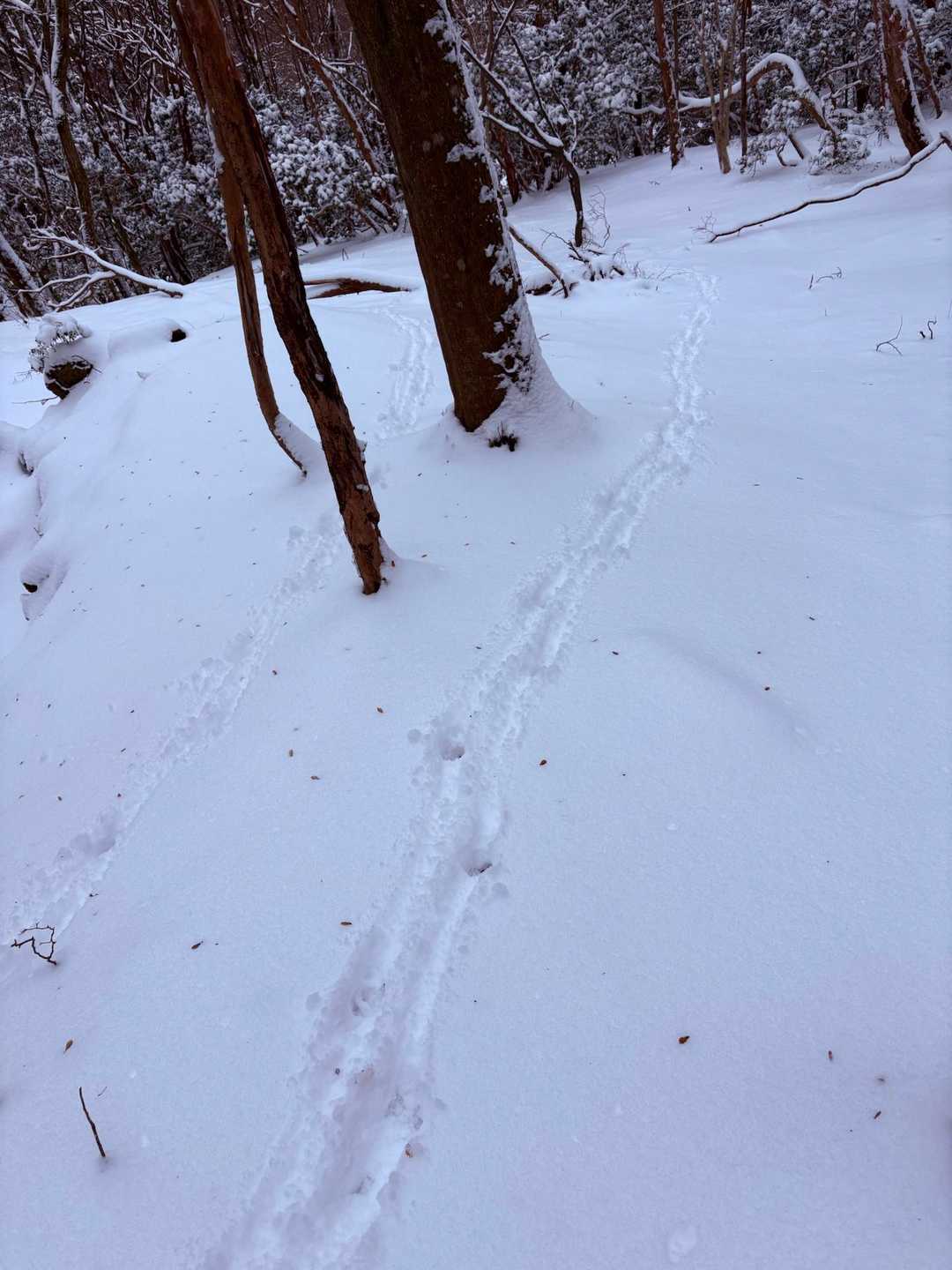 カモシカだよ😳
ここからはずっと親子なのかな、寄り添って歩くような足跡が。。。