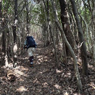 葉っぱが沢山🌿意外に急登、滑らないように気をつけて🙋‍♀️