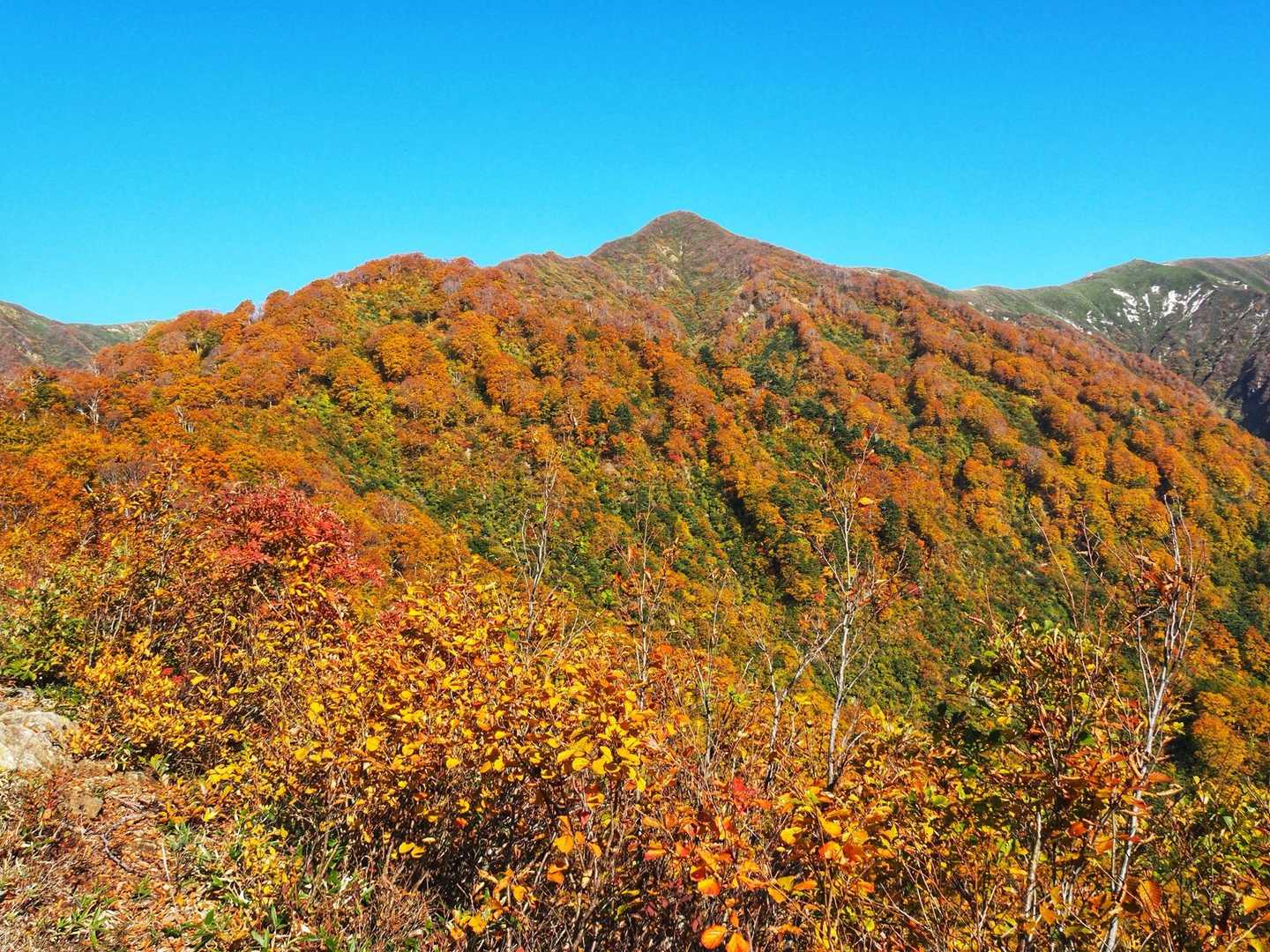 あそこから下りてきた
紅葉でモコモコ🍁