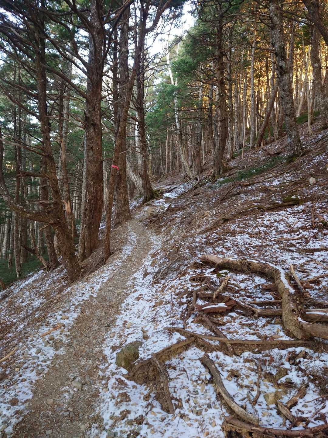 標高2,000でも積雪ほぼないです