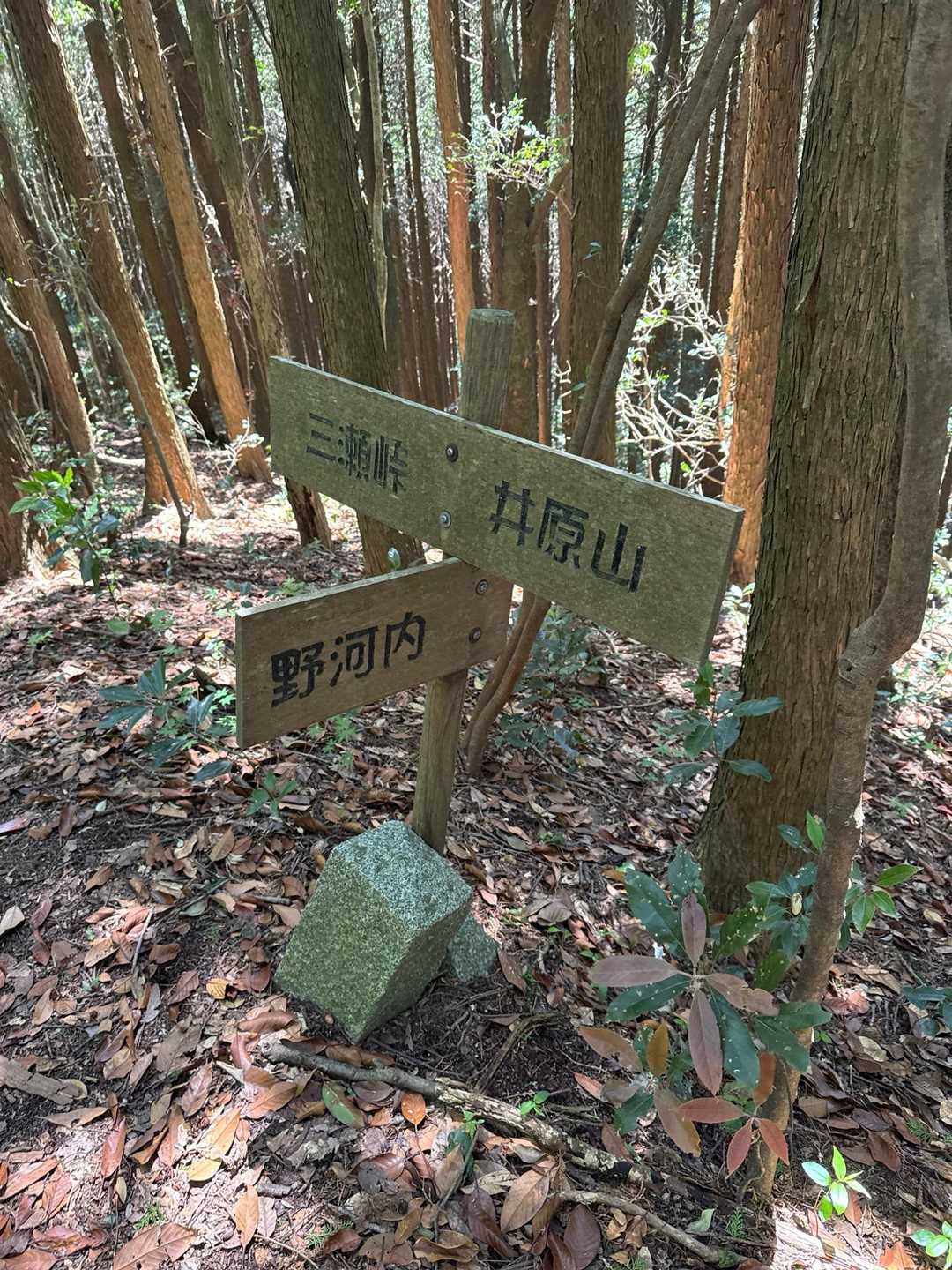 三瀬峠-井原山 往復コースの写真