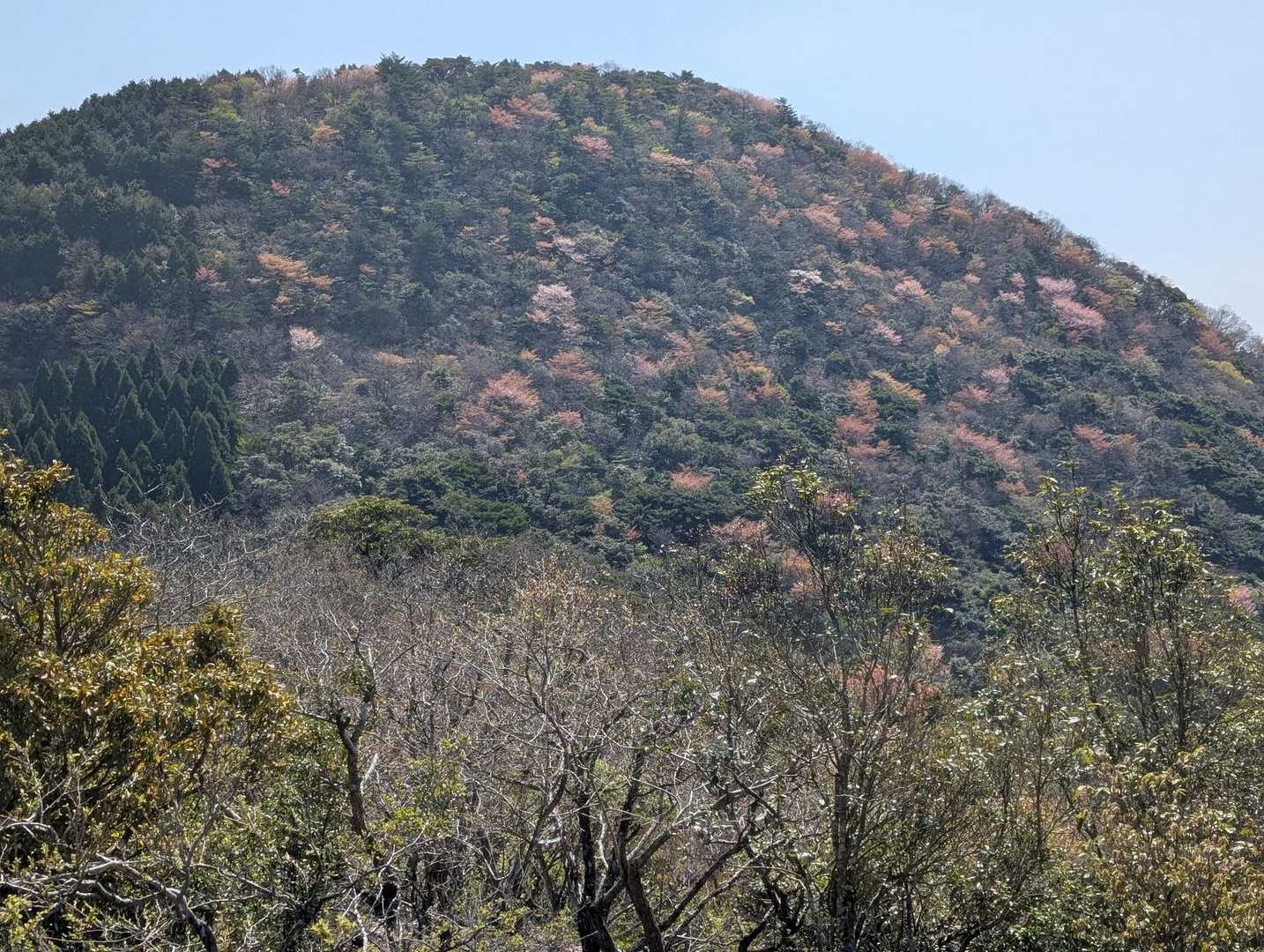 山桜🌸　　来年もまた来ます🥳