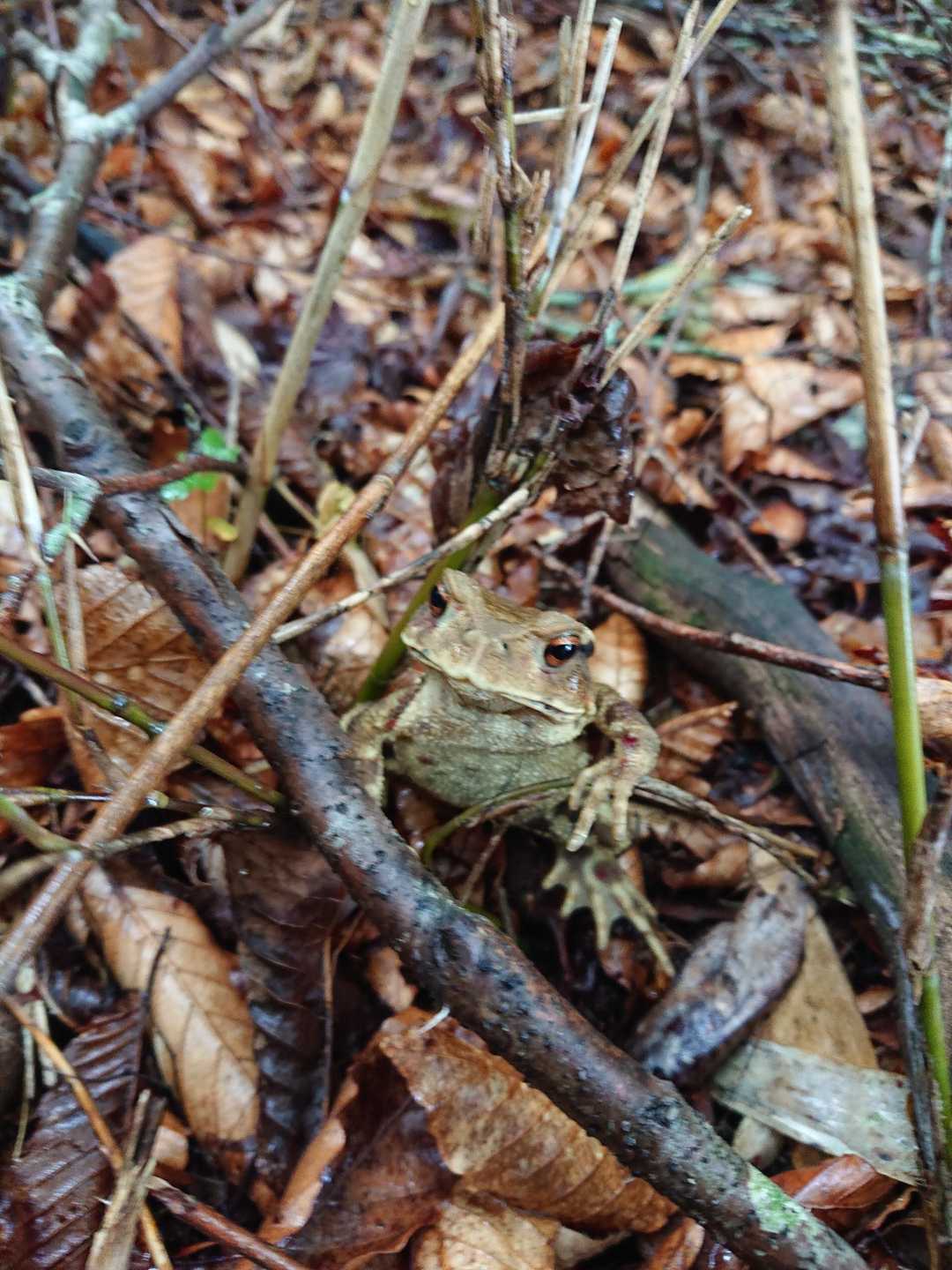 🐸山で会うと、可愛い💓