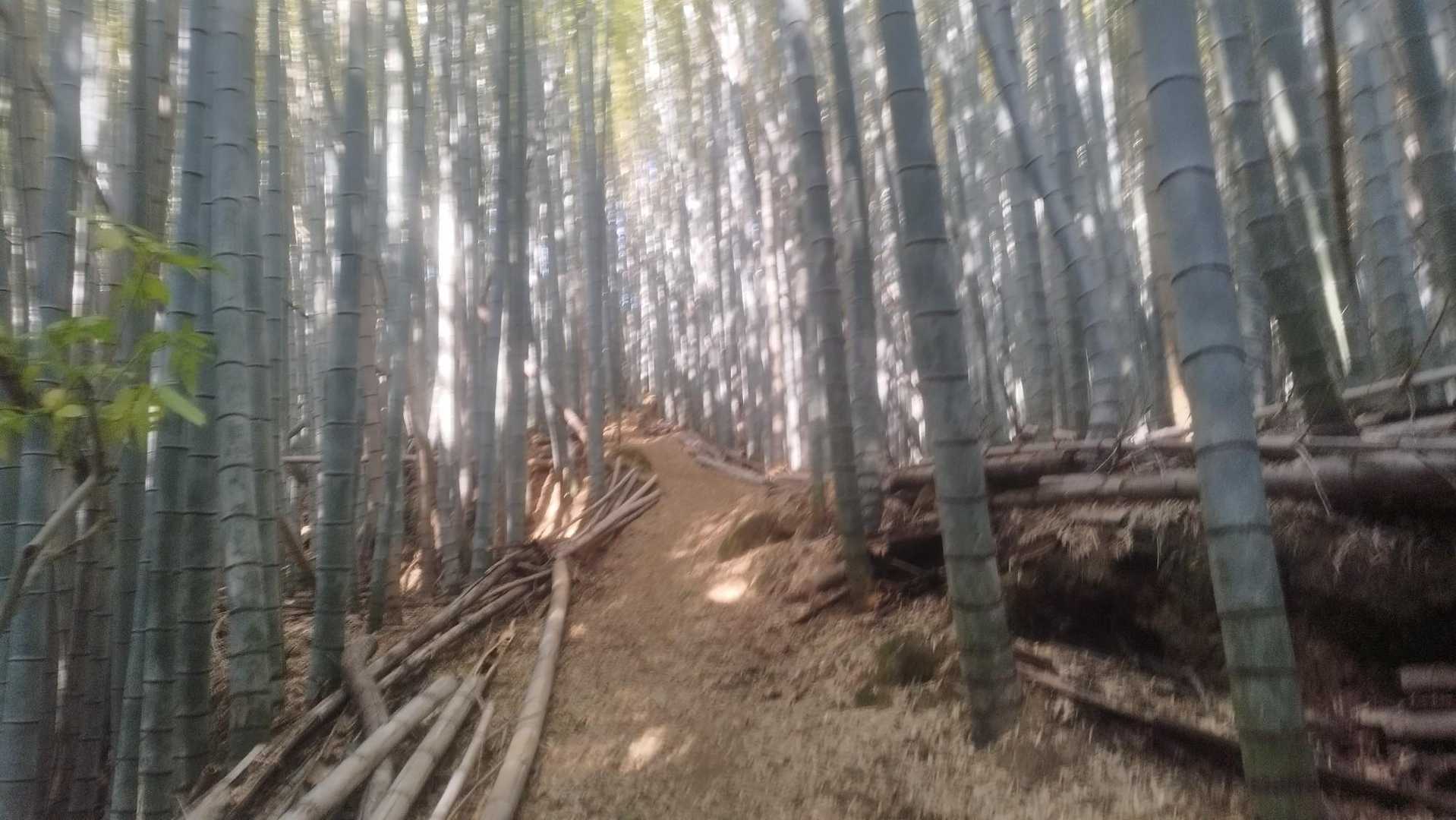 登山道は、竹林や