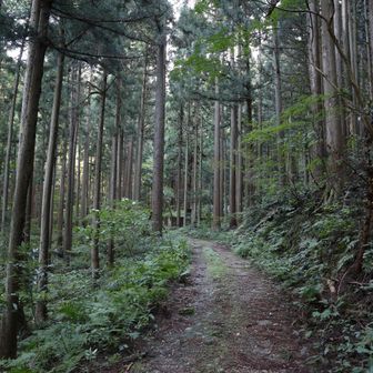 登山口を後にすると林道を進みます。
このあたりは植林帯で作業用の道が奥まで
続いていました。