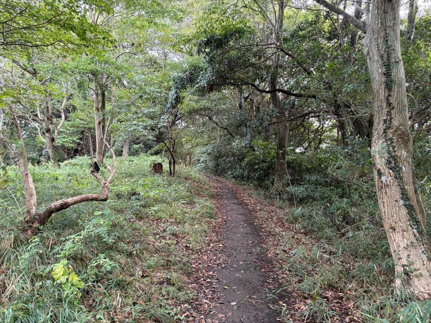 登山道part②