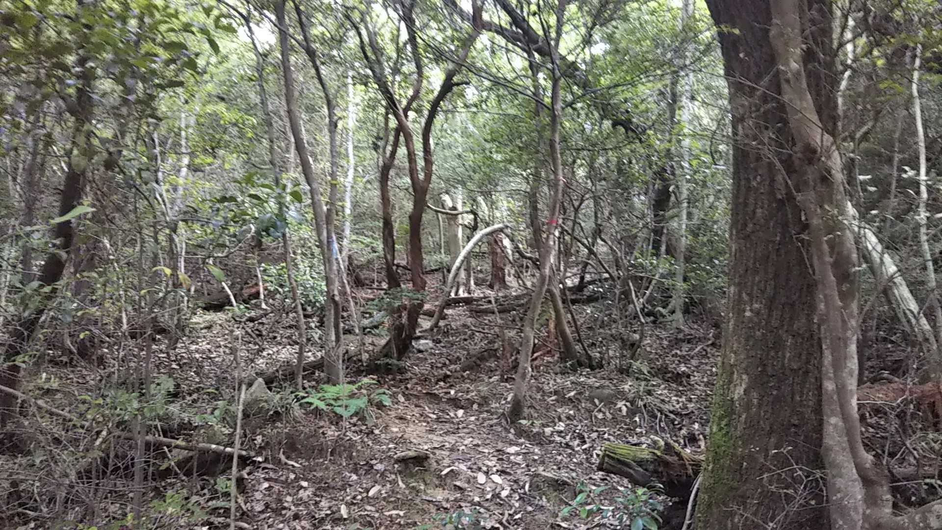 少し倒木も有るが、テープもあり道は分かりやすい