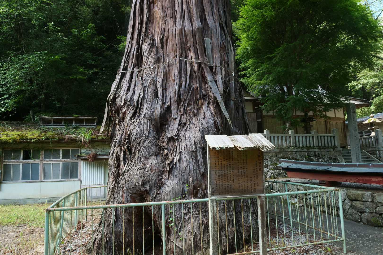 こちらも香川県の保存木。
前ノ川神社の大杉。