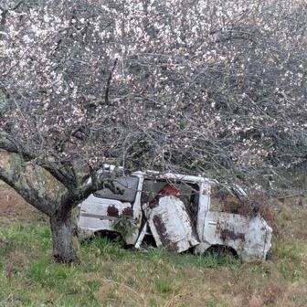 願はくは花の下にて春死なむ