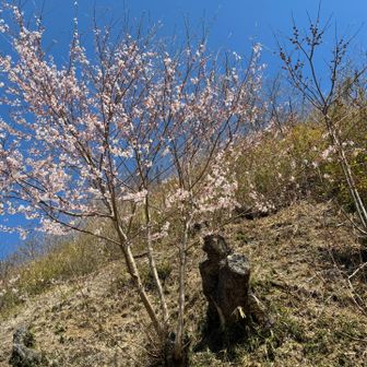 彼方此方に桜の花