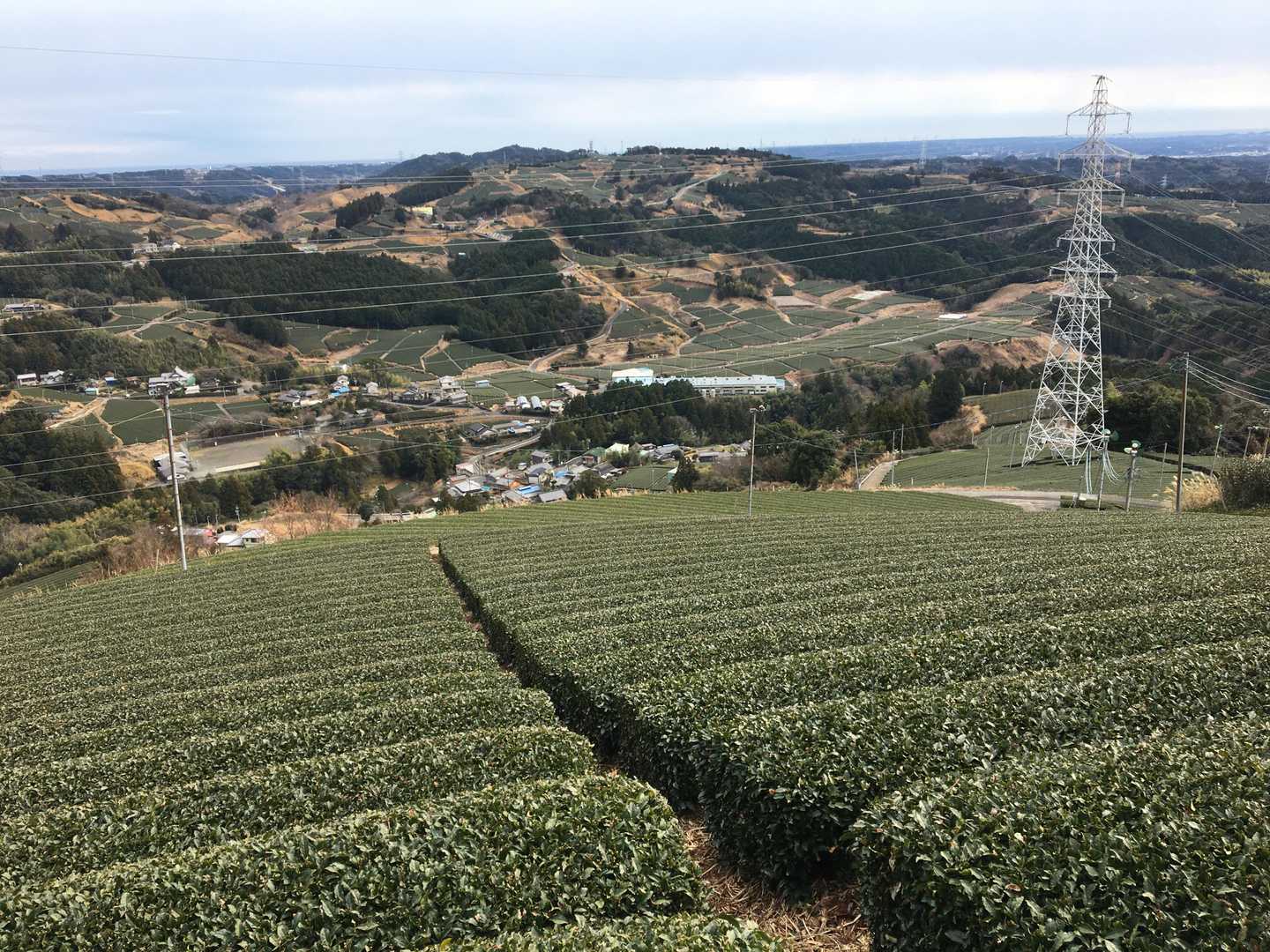 壮観🌱