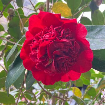 すんごい椿
椿？