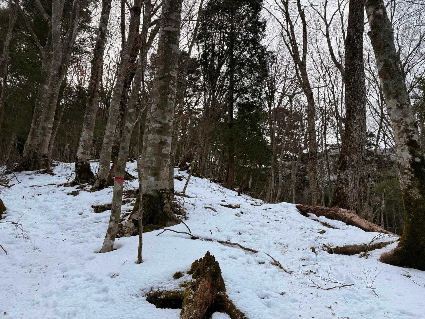 雪はここぐらいまで