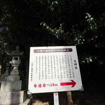 パワースポット✨夫婦檜〜寄り道🌲