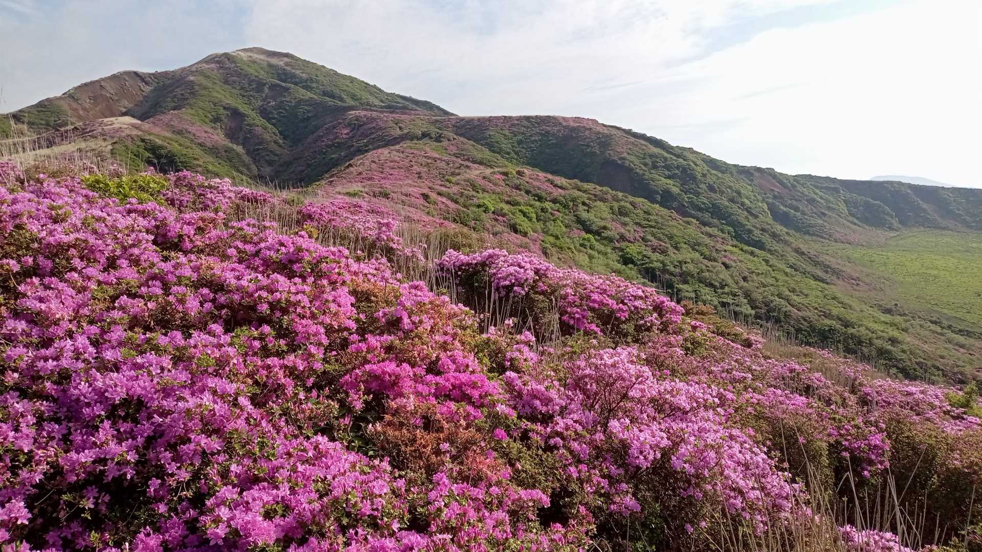 やっぱり晴れとミヤマキリシマが最高！

少しだけど晴れ間でもみることができてよかった🌸

最後までみていただいてありがとうございます！ぜひ週末は阿蘇烏帽子岳へ。