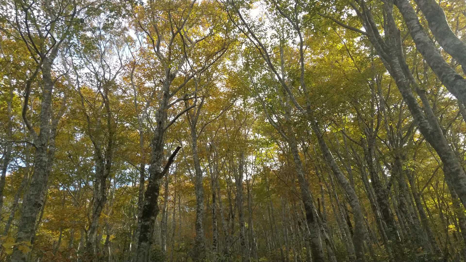 ブナも黄色くなってましたね🍁