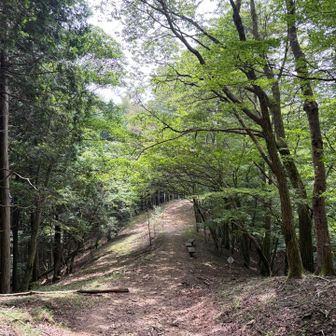木陰にベンチが2つ

眺望は望めませんが、山頂の前後にこちらで休憩するのも👍