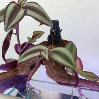 グリーンラ・ベル