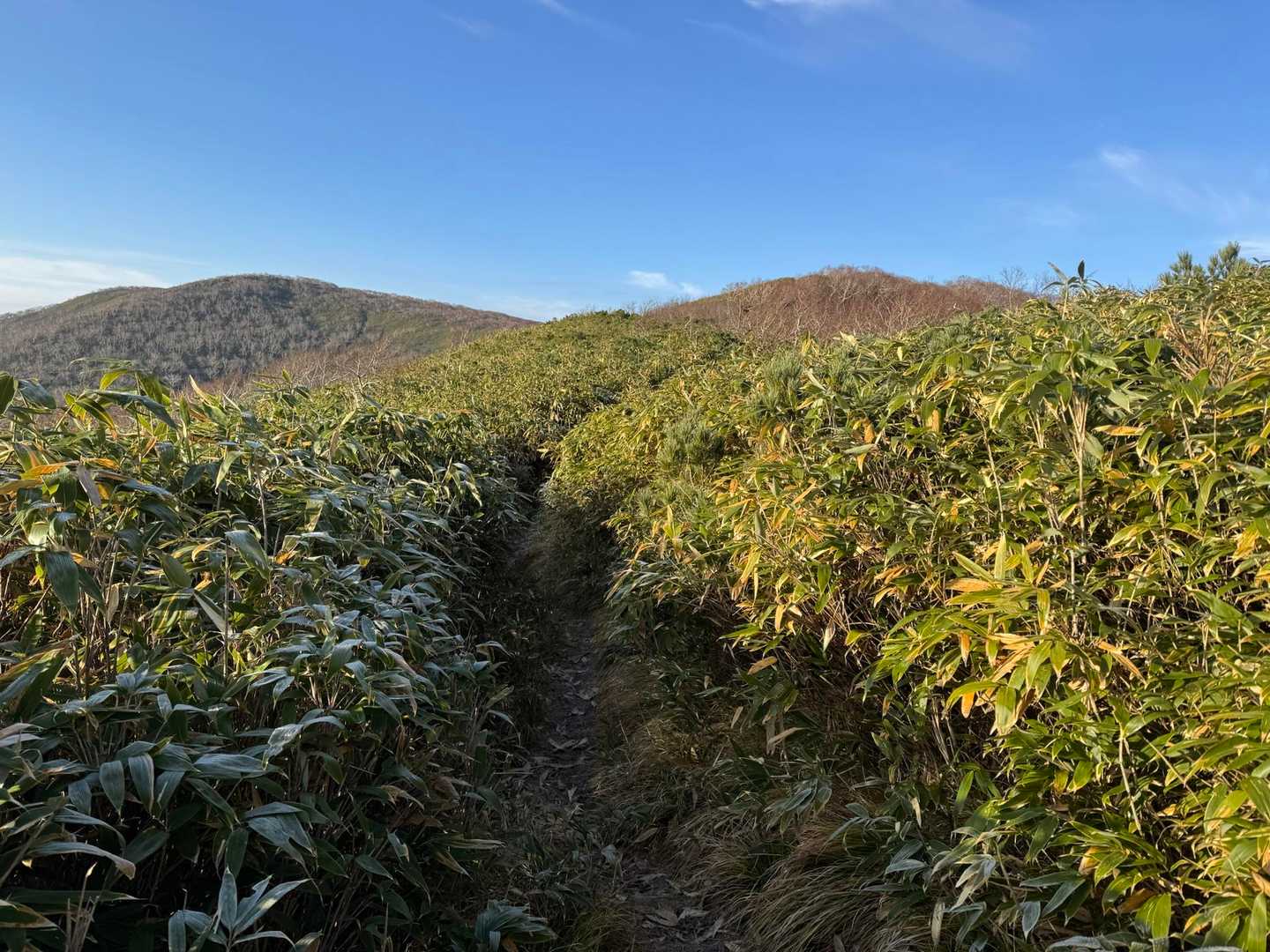 登山道はこんな感じ
笹の背が高いですが、登山道はわかり易い