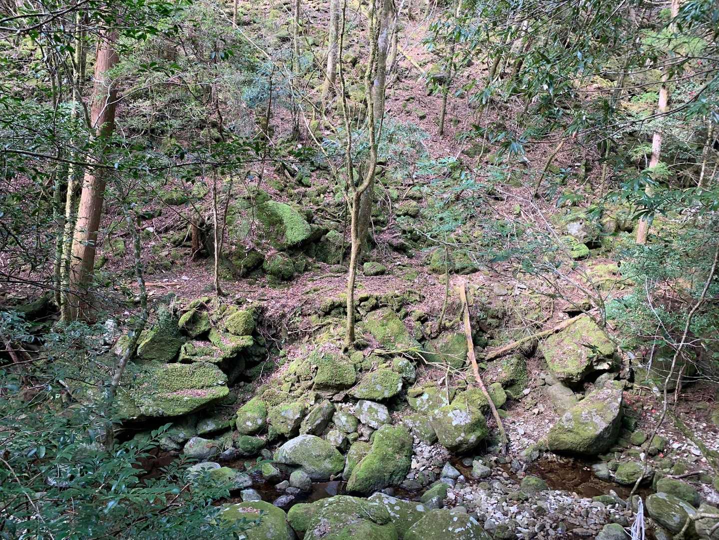 苔蒸した石たちが、いい雰囲氣✨