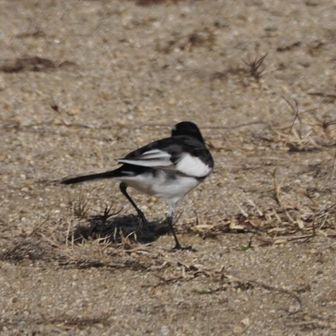 セグロセキレイ