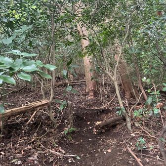 きちい急登があります。