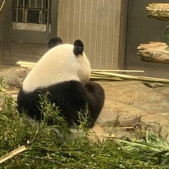 ぱんだぱん