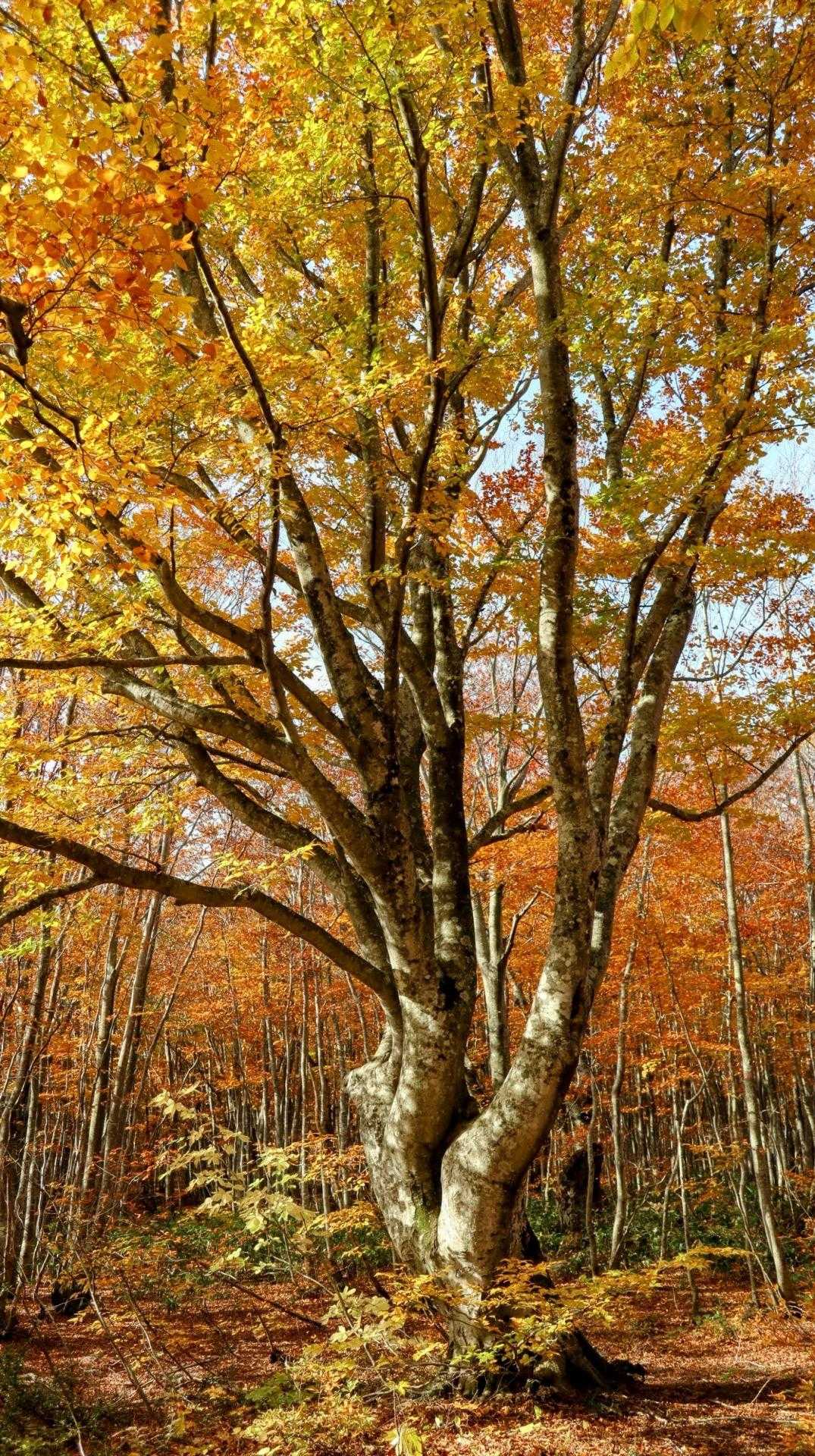 黄葉真っ盛りのブナの大木🍂